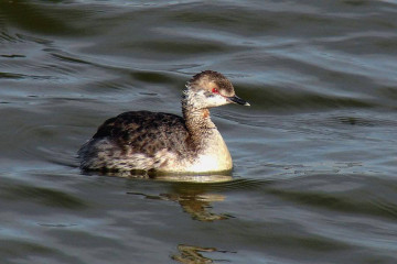 Horned grebe