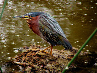 Green Heron