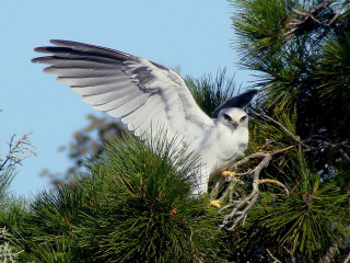 White-tailed Kite