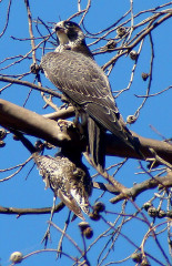 Peregrine Falcon, Tundra, juvenile, with dowitcher
