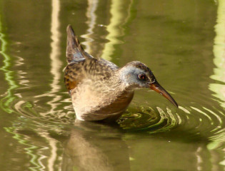 Virginia Rail