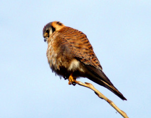 American Kestrel, female