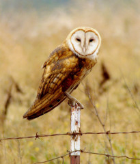 Barn Owl