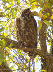 Great horned Owl