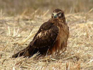 Northern Harrier, juvenile