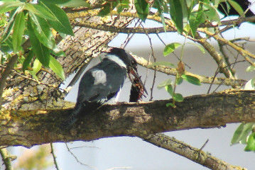 Belted Kingfisher