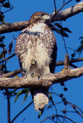 Red-tailed Hawk, light juvenile