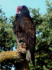 Turkey Vulture