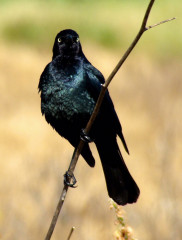 Brewer's Blackbird