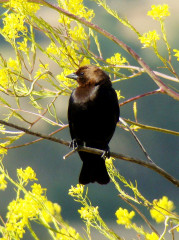 Brown-headed Cowbird