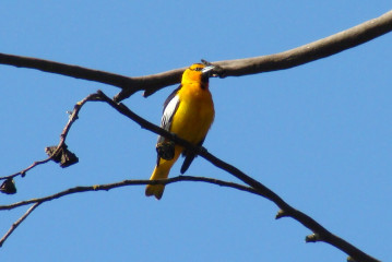 Bullock's Oriole