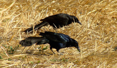 Great-tailed Grackle