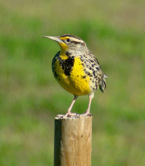 Western Meadowlark
