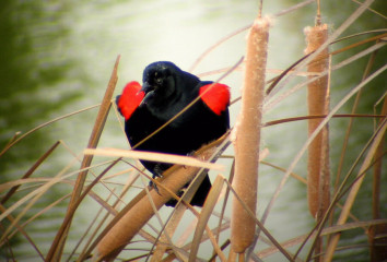 Red-winged Blackbird