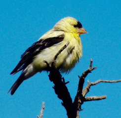 American Goldfinch