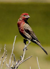 House Finch