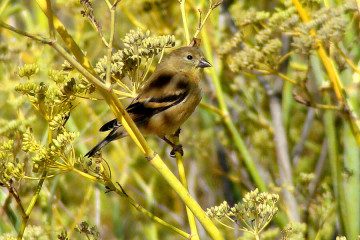 Lesser Goldfinch