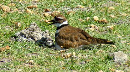 Killdeer with freshly-hatched chick