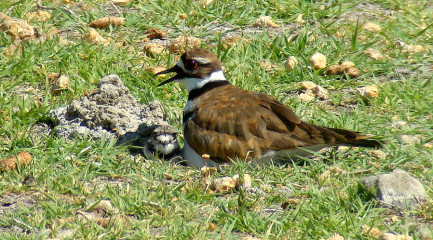 Killdeer with freshly-hatched chick