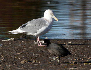 Kumlien's Gull