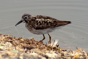 Least Sandpiper