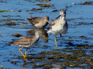 Lesser Yellowlegs, two on left