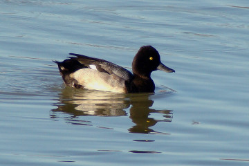 Lesser Scaup, male