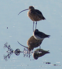 Long-billed Curlew, behind