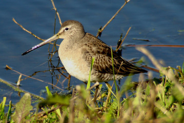 Long-billed Dowitcher