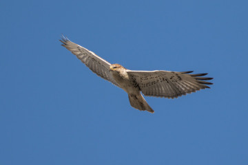 Ferruginous Hawk