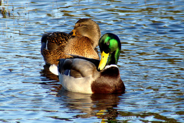 Mallard Duck, male in front