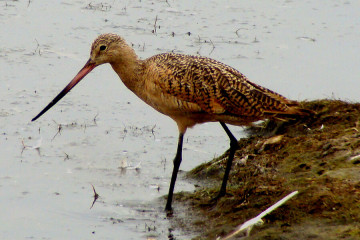 Marbled Godwit