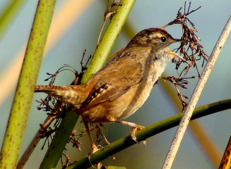 Marsh wren