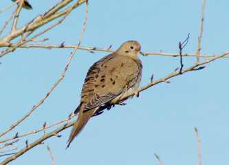 Mourning Dove