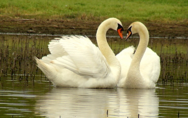 Mute Swan, still classified as non-native