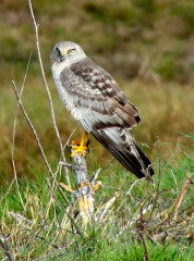 Northern Harrier male