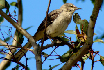 Northern Mockingbird