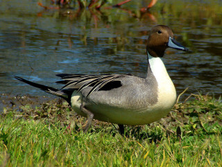 Northern Pintail male