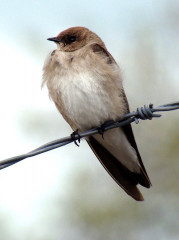 Northern Rough-winged Swallow