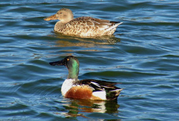 Northern Shoveler pair, male below