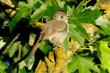 Oak titmouse