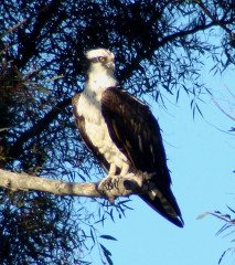 Osprey