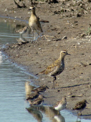 Pacific Golden Plover