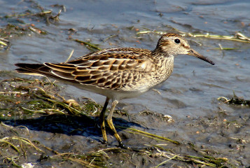 Pectoral Sandpiper