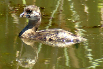 Pied-billed grebe, juvenile