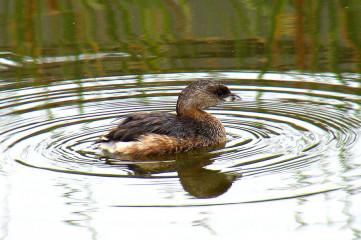 Pied-billed grebe