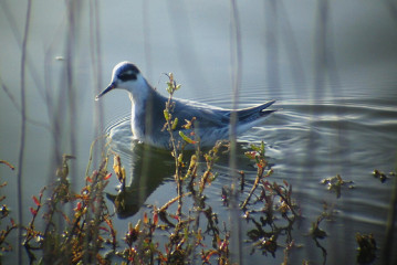 Red Phalarope