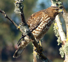 Red-shouldered Hawk adult