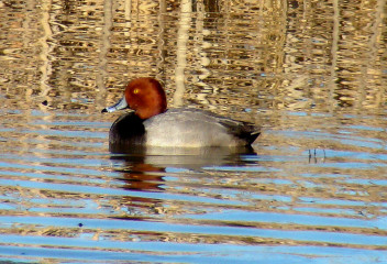 Redhead male