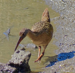 Ridgway's Rail, juvenile